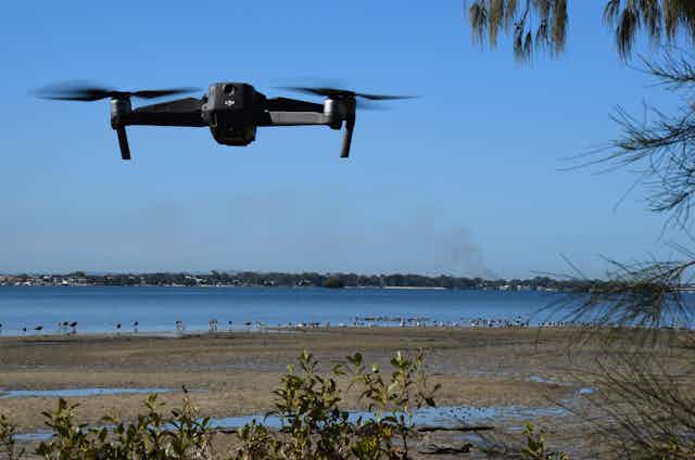  drone approaches a flock of birds attempting to rest on the muddy foreshore of Toorbul, Queensland