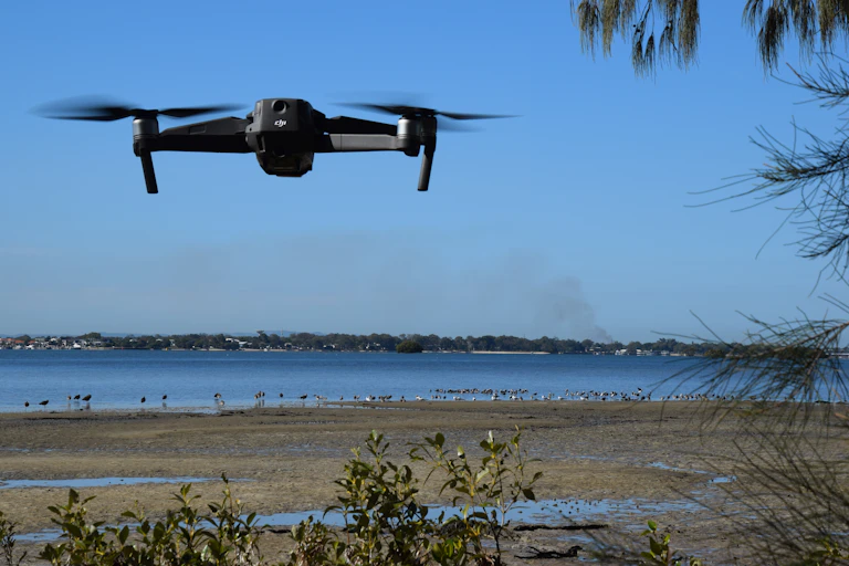 drone approaches a flock of birds attempting to rest on the muddy foreshore of Toorbul, Queensland