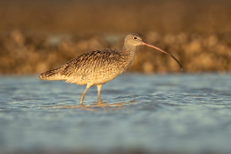 A side view of an eastern curlew wading in water, with the shore in the background