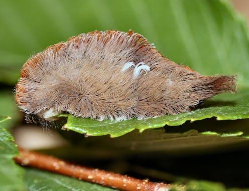 The furry puss caterpillar's venom packs a painful punch. Now new research shows it came from an unlikely source
