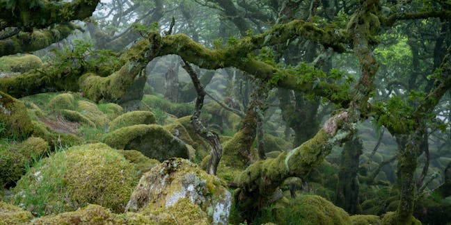 The secret world of moss, ancient ancestor of all plants and vital