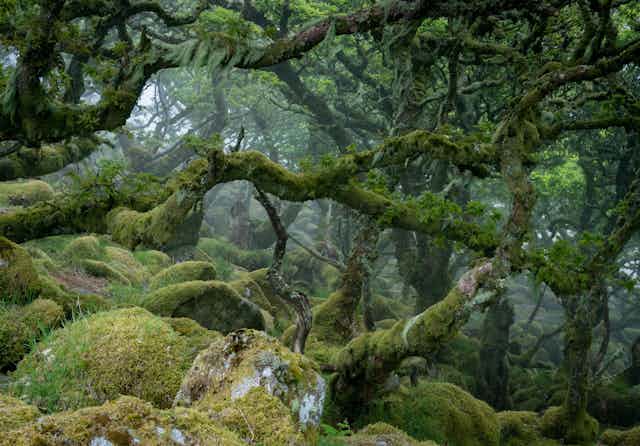 Twisted, stunted oak trees and moss covered boulders in a forest.