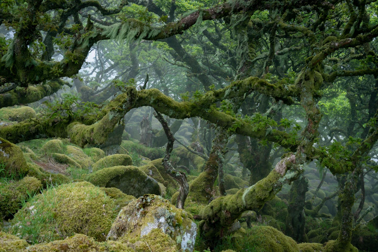 Twisted, stunted oak trees and moss covered boulders in a forest.