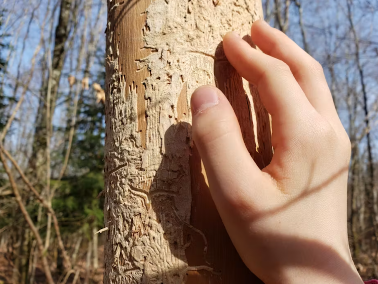 main touchant un arbre abîmé
