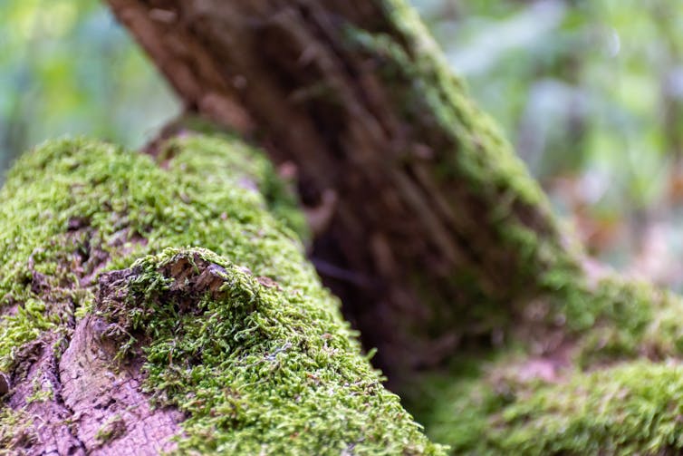 A close-up shot of moss growing on a tree branch.