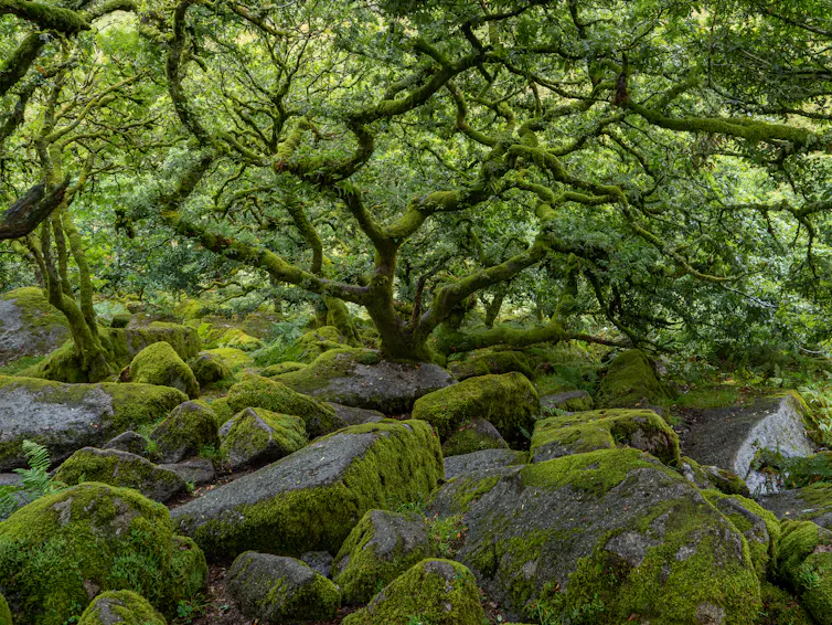 Small and twisted oak trees growing among rocks in a mossy wood.