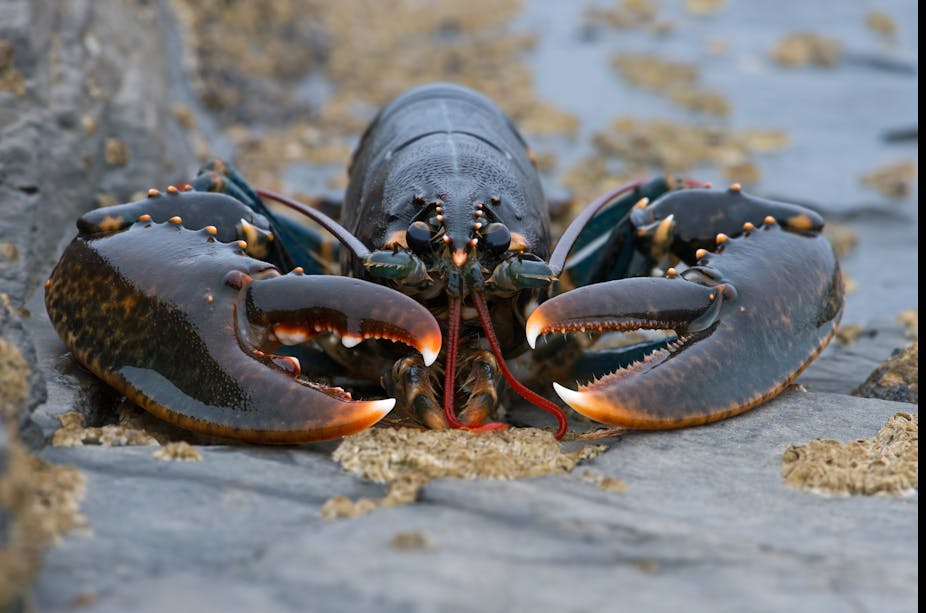 A dark brown lobster with big claws