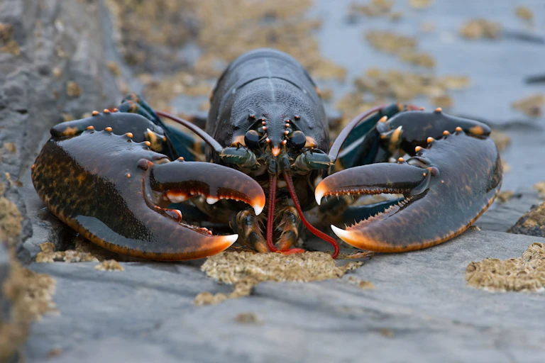 A dark brown lobster with big claws