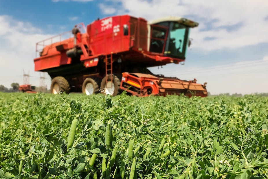 Close-up of a pod of peas with a Red Combine Harvester working on a commercial pea farm in rural South Africa