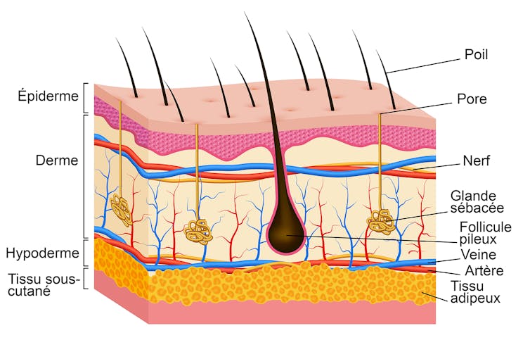 Illustration des trois couches de la peau.