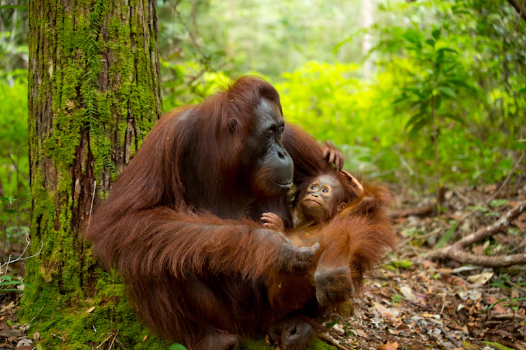 borneo orangutan