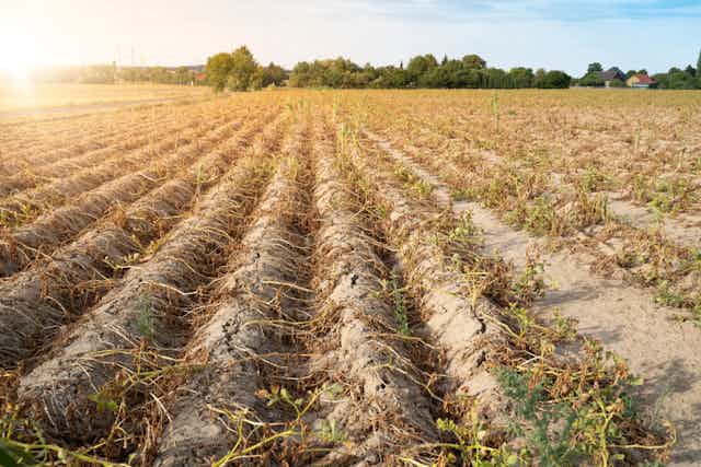 Agriculture in Germany. In the hot summer, the dryness destroys the cultivated plants. The plants are dried up in the rows on the dry, crusty soil.