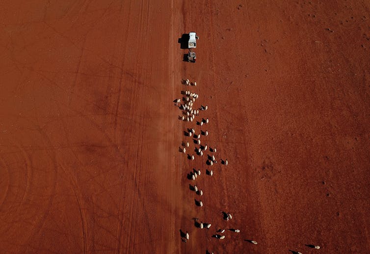 An aerial image of sheep as they follow a ute delivering cotton seed on a drought affected property near Bollon in southwest Queensland, Saturday, October 12, 2019.