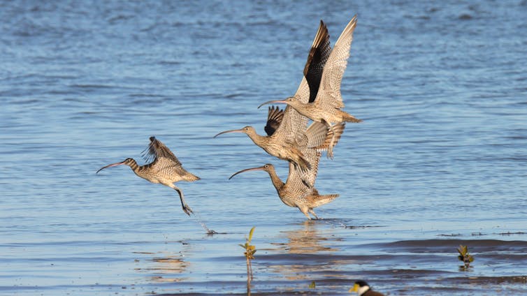 eastern curlews taking flight