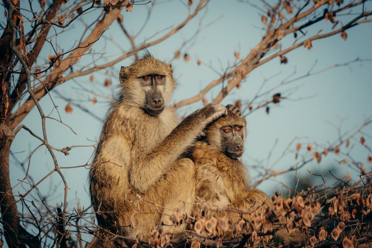 Two grooming chacma baboons on a tree.