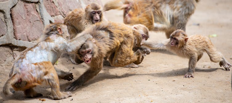 A group of macaques fighting.