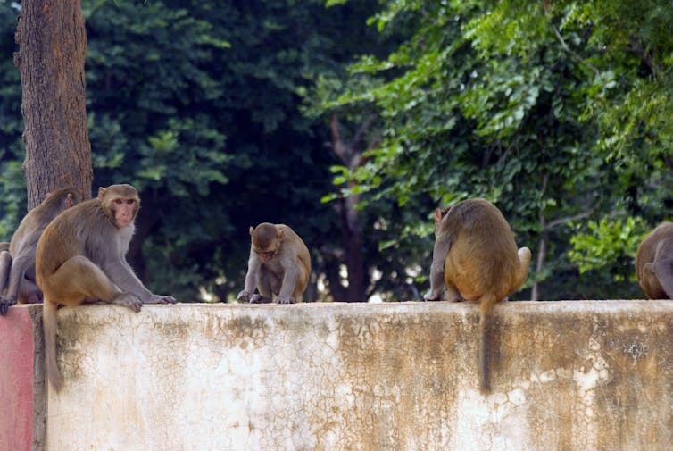 A rhesus macaque colony.