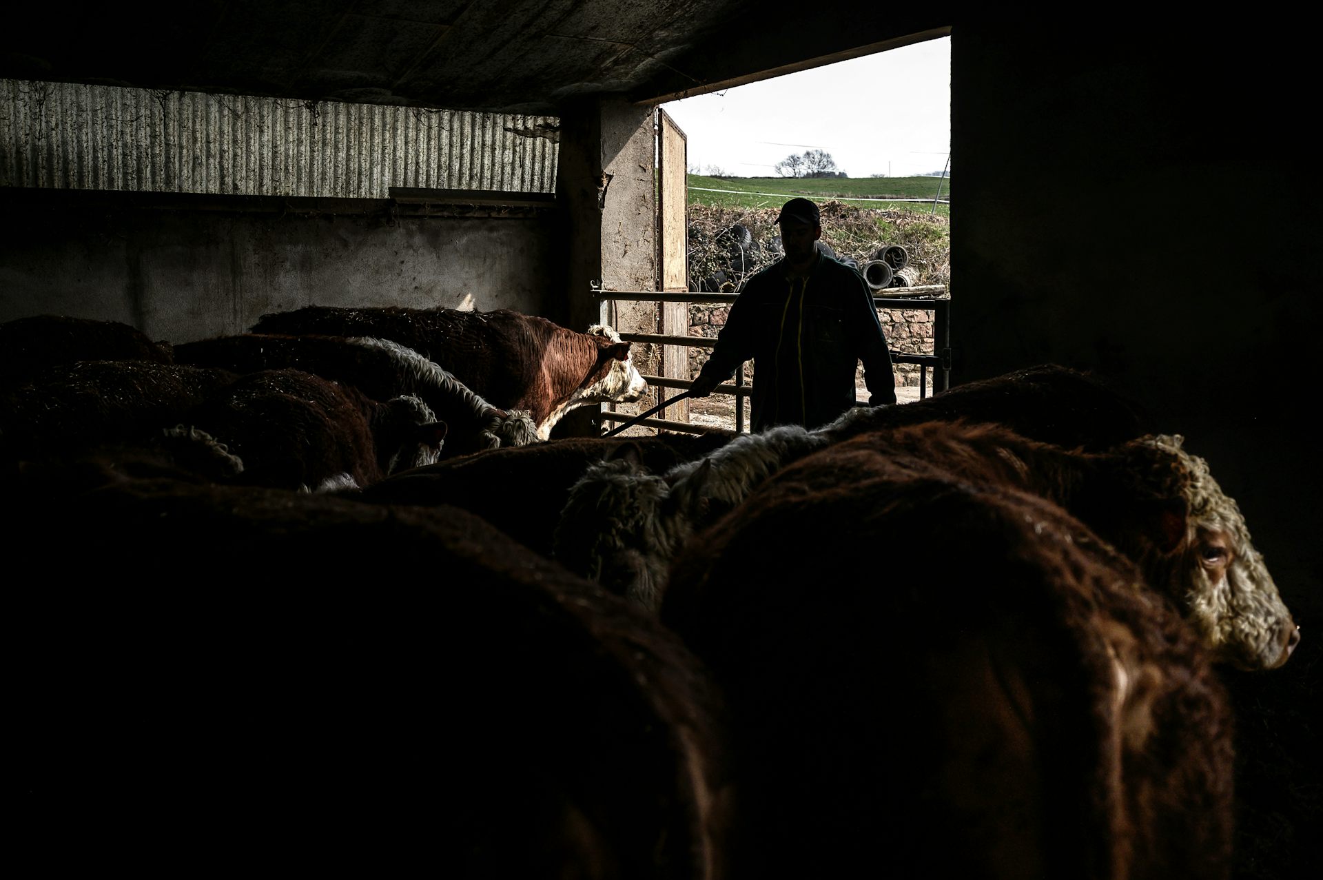 Un éleveur avec son troupeau de vaches