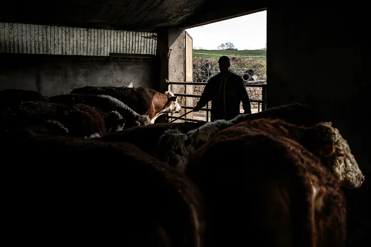 Un éleveur avec son troupeau de vaches