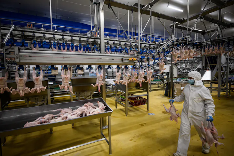 Un employé traverse un abattoir industriel de volailles