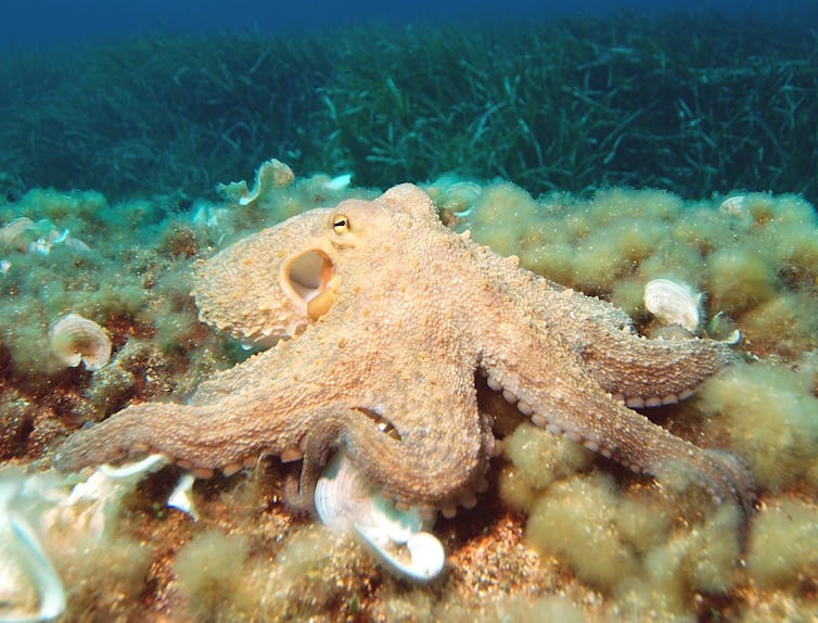 Pulpo bajo el agua.