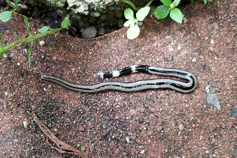 Bipalium admarginatum
