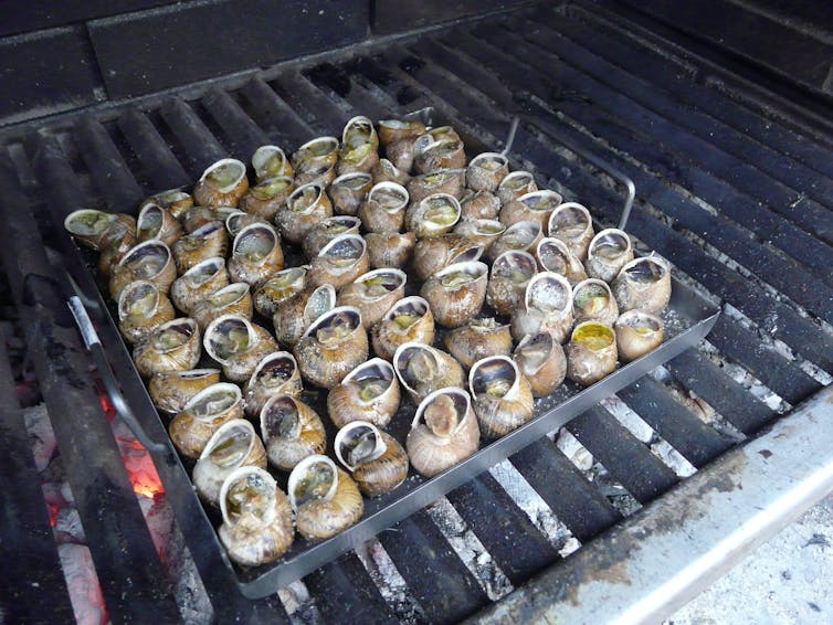 Caracoles en una bandeja sobre una parrilla.