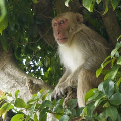 natural selection research paper ideas