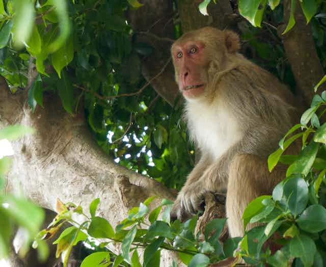 A male rhesus macaque sitting in a tree.