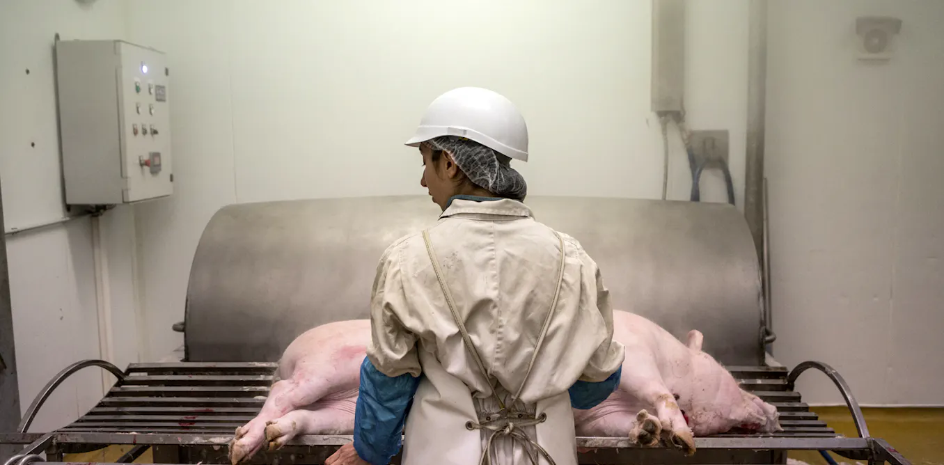 Des abattoirs paysans pour offrir une alternative à l’abattage industriel Des abattoirs paysans pour offrir une alternative à l’abattage industriel