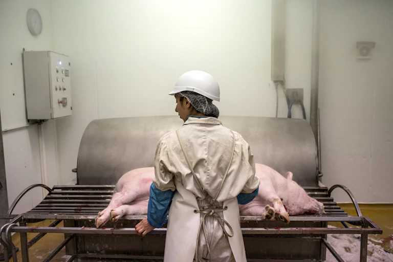 Une éleveuse à côté d'un cochon abattu