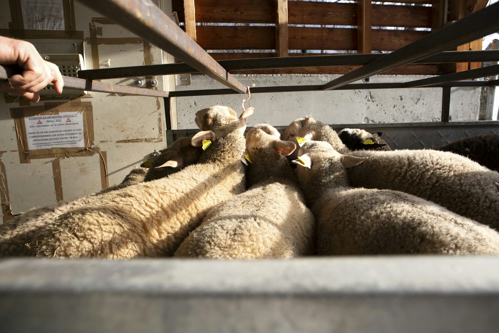 Plusieurs brebis dans un enclos
