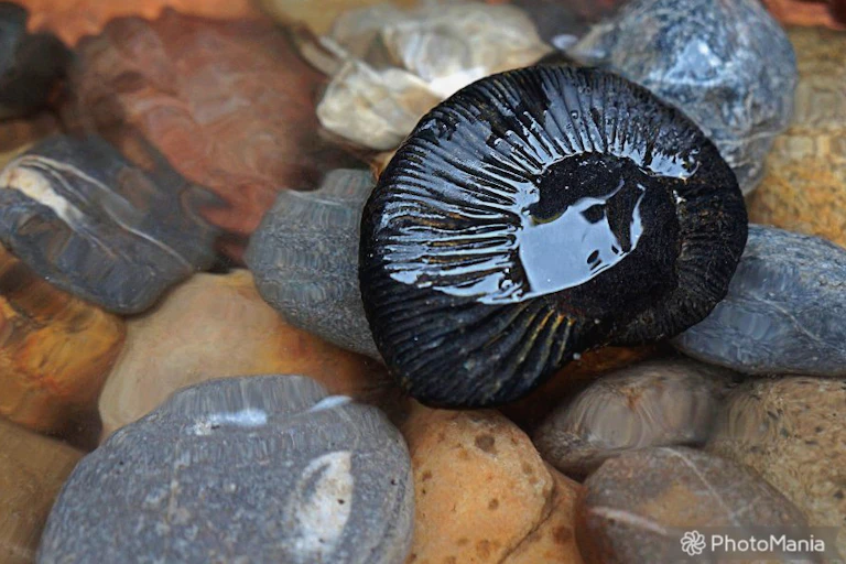 A black stone with markings resting on top of many multicolored rocks.