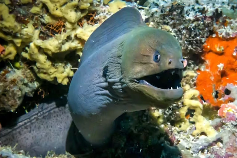 belut moray