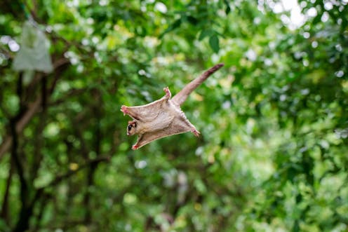 the great Aussie invention helping flying possums cross the road