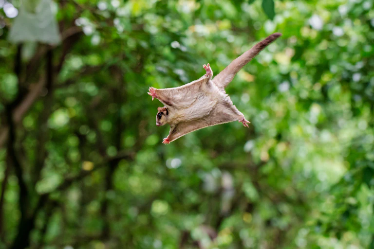 Sugar glider mid-flight against a green leafy backdrop