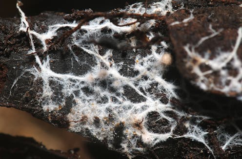 Fungi could be the next frontier in fire safety