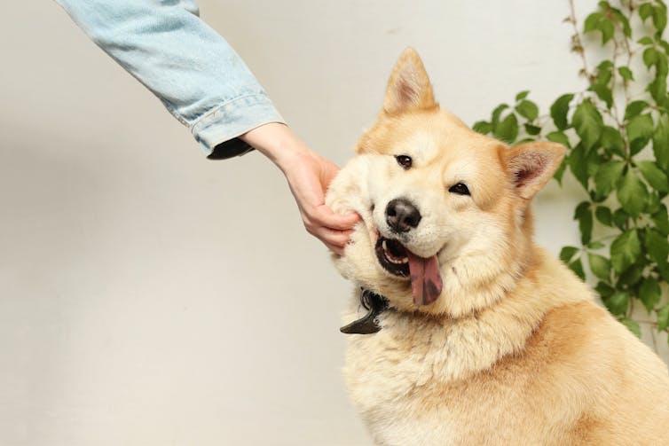 An adult hand holds the cheek of a fluffy yellow dog.
