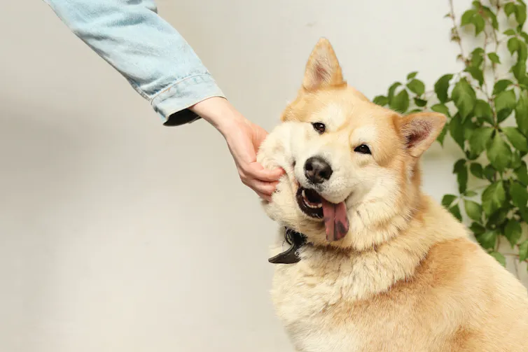 An adult hand holds the cheek of a fluffy yellow dog.