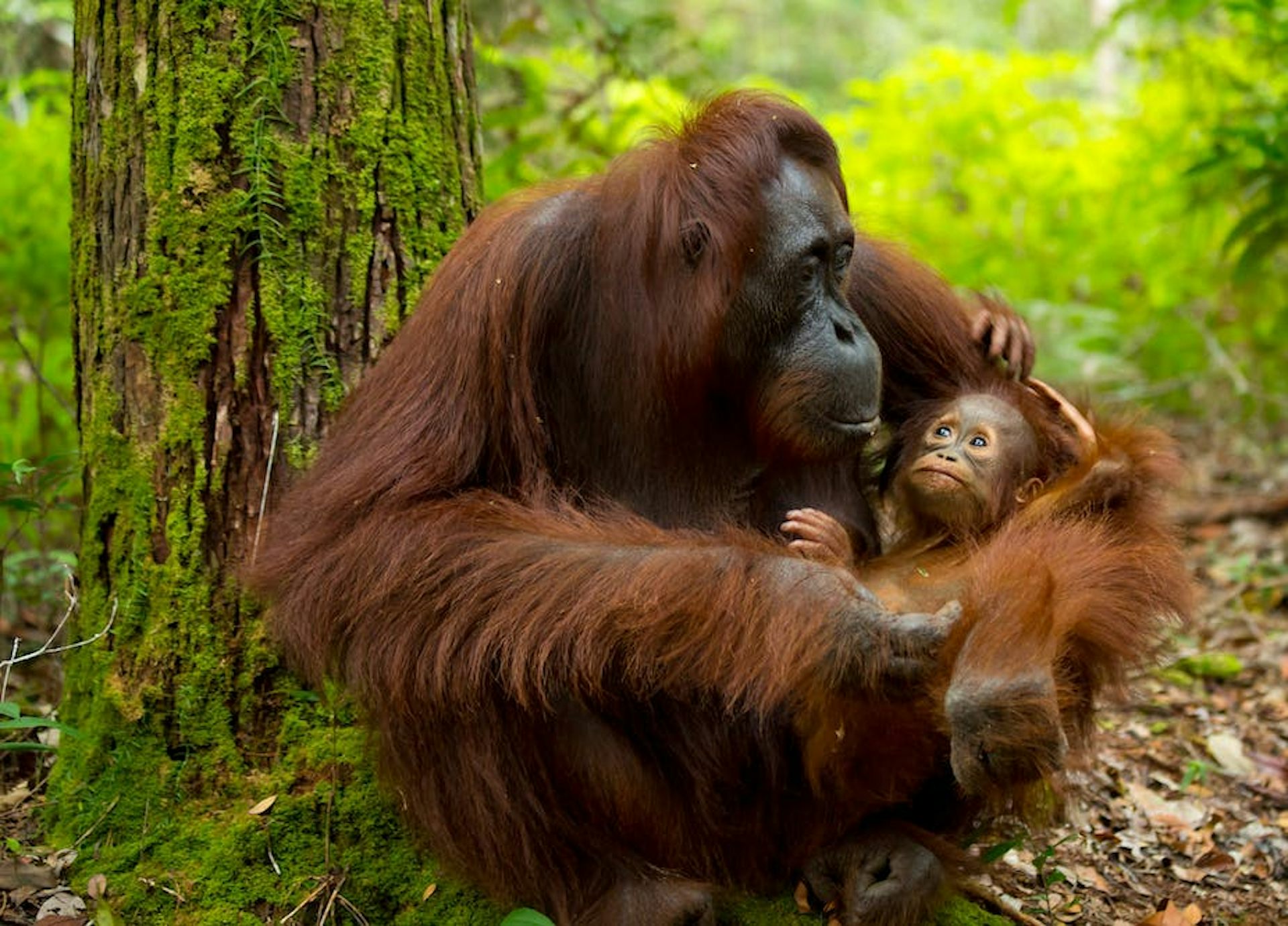 Pemerintah Indonesia mengekang riset lingkungan yang tidak disukainya, tindakan ini berbahaya