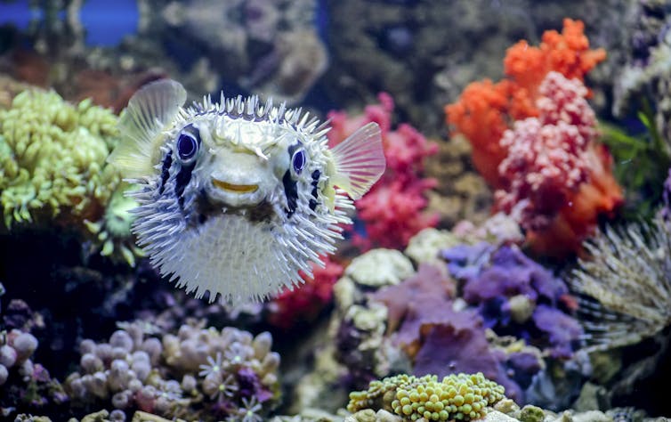 ¿Y si le digo que el pez globo nos podría ayudar a combatir el dolor asociado al cáncer? Este animal es un ser fascinante.