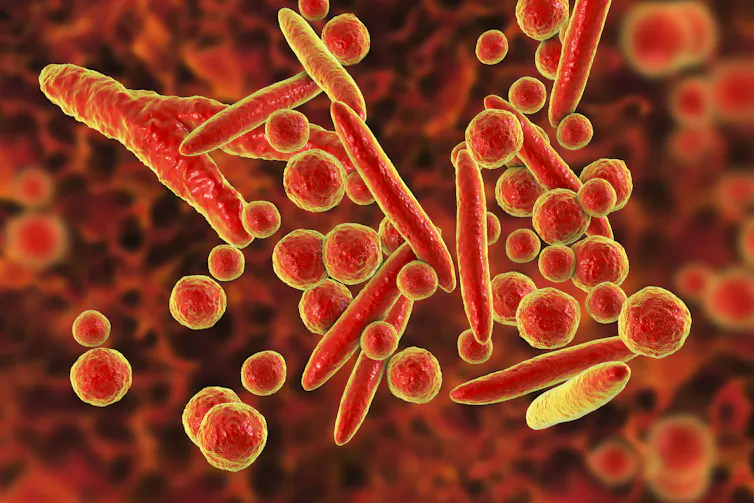 A digital drawing of the M. pnuemonia bacteria.