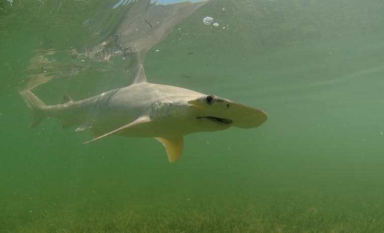 A bonnethead shark swims in green waters