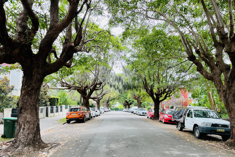 Tree-lined inner suburban street