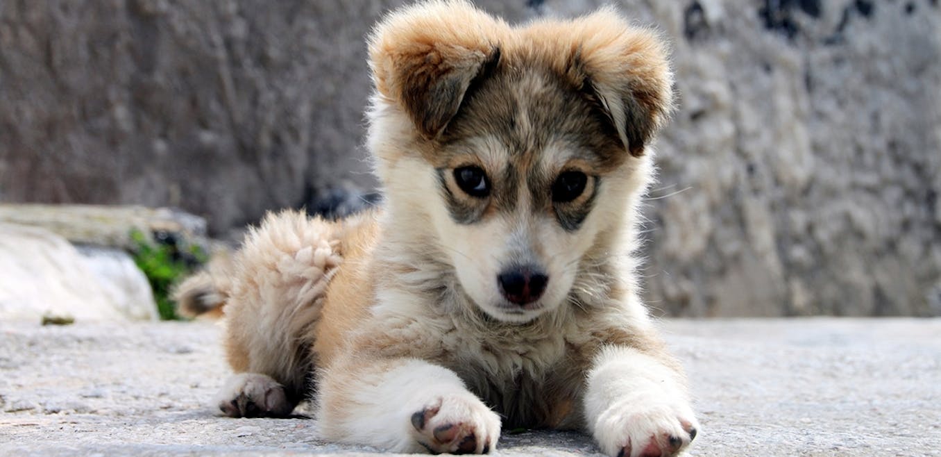 do husky puppies have floppy ears