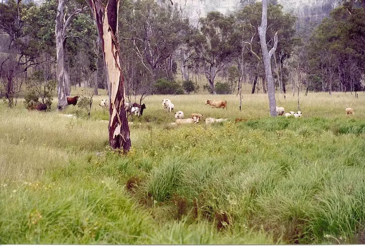 grassy woodlands cattle