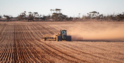 What this year's El Niño means for wheat and global food supply