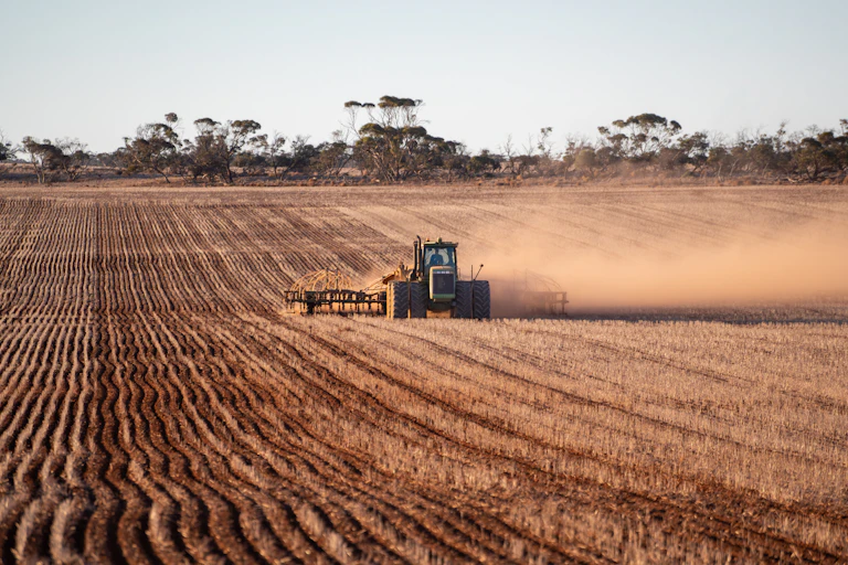 Wheat field being harvested