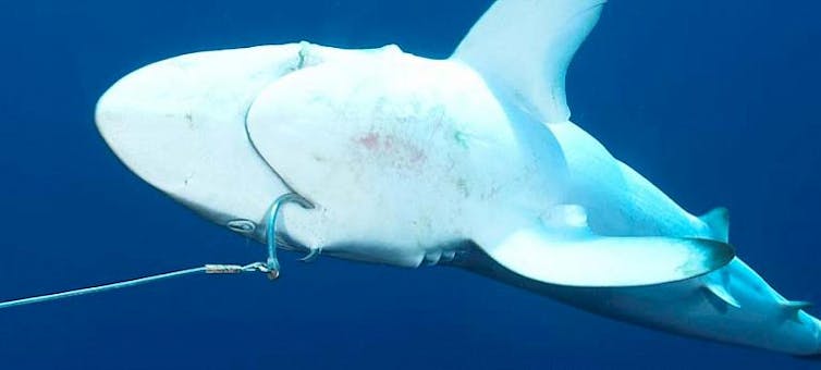 Image of a shark with a hook and line in its mouth