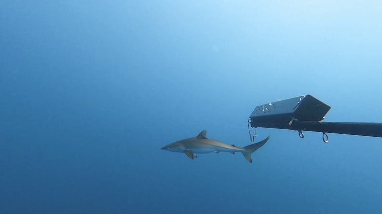 A silky shark pup approaches the baited remote underwater video systems